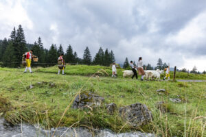 Alp, Alpabfahrt, Alpaufzug, Alpen, Alpfahrt, Alps, Appenzell, Appenzell Ausserrohden, Appenzeller Hinterland, Autumn, Brauchtum, Fall, Herbst, Hundwil, Landwirtschaft, Ostschweiz, Schweiz, Schwägalp, Sennen, Suisse, Switzerland, Tracht, Urnäsch, Wirtschaft, alps, tradition, Öberefahre