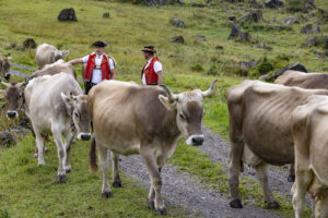 Alp, Alpabfahrt, Alpaufzug, Alpen, Alpfahrt, Alps, Appenzell, Appenzell Ausserrohden, Appenzeller Hinterland, Autumn, Brauchtum, Fall, Herbst, Hundwil, Landwirtschaft, Ostschweiz, Schweiz, Schwägalp, Sennen, Suisse, Switzerland, Tracht, Urnäsch, Wirtschaft, alps, tradition, Öberefahre