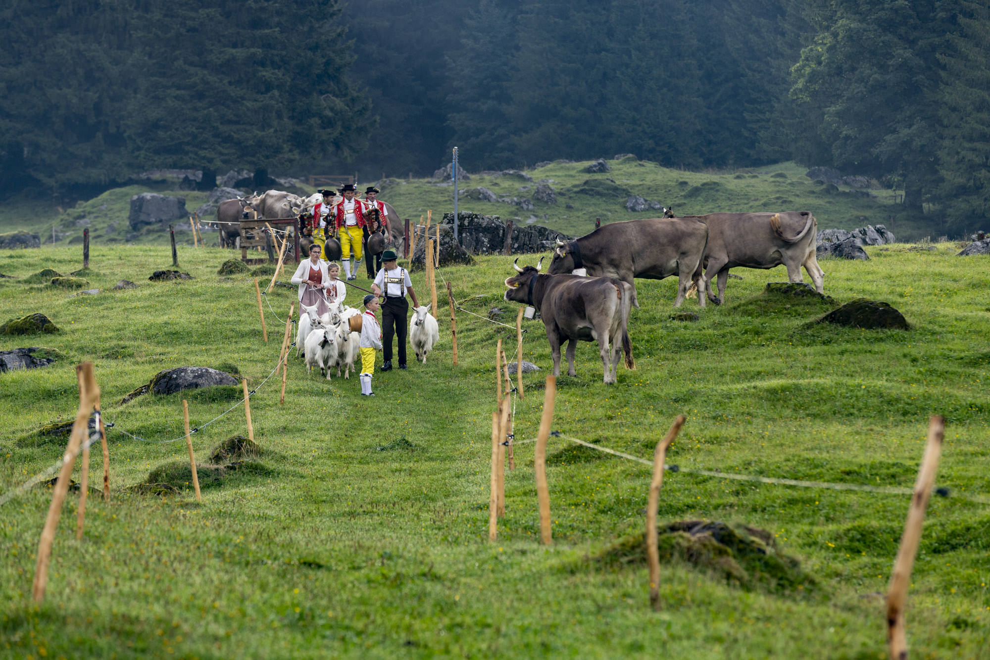 Appenzellerland Alpabfahrt – ARTWIESE