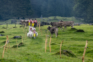 Alp, Alpabfahrt, Alpaufzug, Alpen, Alpfahrt, Alps, Appenzell, Appenzell Ausserrohden, Appenzeller Hinterland, Autumn, Brauchtum, Fall, Herbst, Hundwil, Landwirtschaft, Ostschweiz, Schweiz, Schwägalp, Sennen, Suisse, Switzerland, Tracht, Urnäsch, Wirtschaft, alps, tradition, Öberefahre