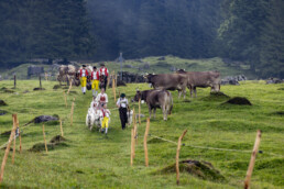 Alp, Alpabfahrt, Alpaufzug, Alpen, Alpfahrt, Alps, Appenzell, Appenzell Ausserrohden, Appenzeller Hinterland, Autumn, Brauchtum, Fall, Herbst, Hundwil, Landwirtschaft, Ostschweiz, Schweiz, Schwägalp, Sennen, Suisse, Switzerland, Tracht, Urnäsch, Wirtschaft, alps, tradition, Öberefahre