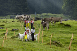 Alp, Alpabfahrt, Alpaufzug, Alpen, Alpfahrt, Alps, Appenzell, Appenzell Ausserrohden, Appenzeller Hinterland, Autumn, Brauchtum, Fall, Herbst, Hundwil, Landwirtschaft, Ostschweiz, Schweiz, Schwägalp, Sennen, Suisse, Switzerland, Tracht, Urnäsch, Wirtschaft, alps, tradition, Öberefahre