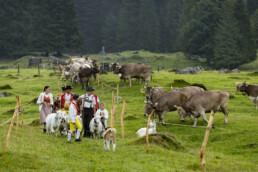 Alp, Alpabfahrt, Alpaufzug, Alpen, Alpfahrt, Alps, Appenzell, Appenzell Ausserrohden, Appenzeller Hinterland, Autumn, Brauchtum, Fall, Herbst, Hundwil, Landwirtschaft, Ostschweiz, Schweiz, Schwägalp, Sennen, Suisse, Switzerland, Tracht, Urnäsch, Wirtschaft, alps, tradition, Öberefahre