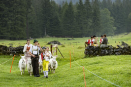 Alp, Alpabfahrt, Alpaufzug, Alpen, Alpfahrt, Alps, Appenzell, Appenzell Ausserrohden, Appenzeller Hinterland, Autumn, Brauchtum, Fall, Herbst, Hundwil, Landwirtschaft, Ostschweiz, Schweiz, Schwägalp, Sennen, Suisse, Switzerland, Tracht, Urnäsch, Wirtschaft, alps, tradition, Öberefahre