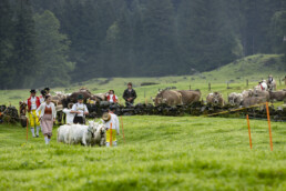 Alp, Alpabfahrt, Alpaufzug, Alpen, Alpfahrt, Alps, Appenzell, Appenzell Ausserrohden, Appenzeller Hinterland, Autumn, Brauchtum, Fall, Herbst, Hundwil, Landwirtschaft, Ostschweiz, Schweiz, Schwägalp, Sennen, Suisse, Switzerland, Tracht, Urnäsch, Wirtschaft, alps, tradition, Öberefahre
