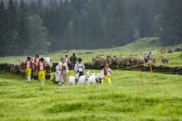 Alp, Alpabfahrt, Alpaufzug, Alpen, Alpfahrt, Alps, Appenzell, Appenzell Ausserrohden, Appenzeller Hinterland, Autumn, Brauchtum, Fall, Herbst, Hundwil, Landwirtschaft, Ostschweiz, Schweiz, Schwägalp, Sennen, Suisse, Switzerland, Tracht, Urnäsch, Wirtschaft, alps, tradition, Öberefahre