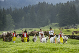 Alp, Alpabfahrt, Alpaufzug, Alpen, Alpfahrt, Alps, Appenzell, Appenzell Ausserrohden, Appenzeller Hinterland, Autumn, Brauchtum, Fall, Herbst, Hundwil, Landwirtschaft, Ostschweiz, Schweiz, Schwägalp, Sennen, Suisse, Switzerland, Tracht, Urnäsch, Wirtschaft, alps, tradition, Öberefahre