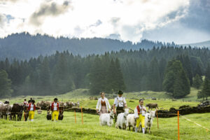 Alp, Alpabfahrt, Alpaufzug, Alpen, Alpfahrt, Alps, Appenzell, Appenzell Ausserrohden, Appenzeller Hinterland, Autumn, Brauchtum, Fall, Herbst, Hundwil, Landwirtschaft, Ostschweiz, Schweiz, Schwägalp, Sennen, Suisse, Switzerland, Tracht, Urnäsch, Wirtschaft, alps, tradition, Öberefahre