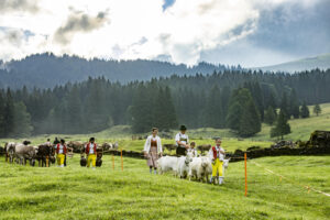 Alp, Alpabfahrt, Alpaufzug, Alpen, Alpfahrt, Alps, Appenzell, Appenzell Ausserrohden, Appenzeller Hinterland, Autumn, Brauchtum, Fall, Herbst, Hundwil, Landwirtschaft, Ostschweiz, Schweiz, Schwägalp, Sennen, Suisse, Switzerland, Tracht, Urnäsch, Wirtschaft, alps, tradition, Öberefahre