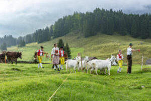 Alp, Alpabfahrt, Alpaufzug, Alpen, Alpfahrt, Alps, Appenzell, Appenzell Ausserrohden, Appenzeller Hinterland, Autumn, Brauchtum, Fall, Herbst, Hundwil, Landwirtschaft, Ostschweiz, Schweiz, Schwägalp, Sennen, Suisse, Switzerland, Tracht, Urnäsch, Wirtschaft, alps, tradition, Öberefahre