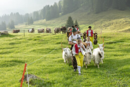 Alp, Alpabfahrt, Alpaufzug, Alpen, Alpfahrt, Alps, Appenzell, Appenzell Ausserrohden, Appenzeller Hinterland, Autumn, Brauchtum, Fall, Herbst, Hundwil, Landwirtschaft, Ostschweiz, Schweiz, Schwägalp, Sennen, Suisse, Switzerland, Tracht, Urnäsch, Wirtschaft, alps, tradition, Öberefahre