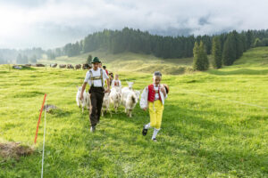 Alp, Alpabfahrt, Alpaufzug, Alpen, Alpfahrt, Alps, Appenzell, Appenzell Ausserrohden, Appenzeller Hinterland, Autumn, Brauchtum, Fall, Herbst, Hundwil, Landwirtschaft, Ostschweiz, Schweiz, Schwägalp, Sennen, Suisse, Switzerland, Tracht, Urnäsch, Wirtschaft, alps, tradition, Öberefahre