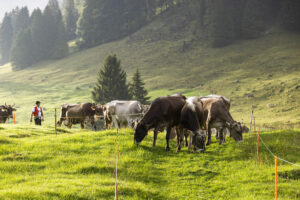 Alp, Alpabfahrt, Alpaufzug, Alpen, Alpfahrt, Alps, Appenzell, Appenzell Ausserrohden, Appenzeller Hinterland, Autumn, Brauchtum, Fall, Herbst, Hundwil, Landwirtschaft, Ostschweiz, Schweiz, Schwägalp, Sennen, Suisse, Switzerland, Tracht, Urnäsch, Wirtschaft, alps, tradition, Öberefahre