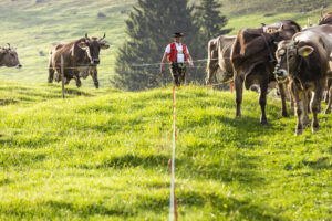 Alp, Alpabfahrt, Alpaufzug, Alpen, Alpfahrt, Alps, Appenzell, Appenzell Ausserrohden, Appenzeller Hinterland, Autumn, Brauchtum, Fall, Herbst, Hundwil, Landwirtschaft, Ostschweiz, Schweiz, Schwägalp, Sennen, Suisse, Switzerland, Tracht, Urnäsch, Wirtschaft, alps, tradition, Öberefahre