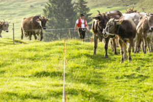 Alp, Alpabfahrt, Alpaufzug, Alpen, Alpfahrt, Alps, Appenzell, Appenzell Ausserrohden, Appenzeller Hinterland, Autumn, Brauchtum, Fall, Herbst, Hundwil, Landwirtschaft, Ostschweiz, Schweiz, Schwägalp, Sennen, Suisse, Switzerland, Tracht, Urnäsch, Wirtschaft, alps, tradition, Öberefahre