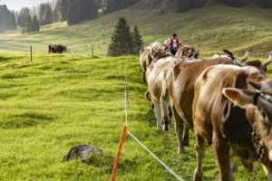 Alp, Alpabfahrt, Alpaufzug, Alpen, Alpfahrt, Alps, Appenzell, Appenzell Ausserrohden, Appenzeller Hinterland, Autumn, Brauchtum, Fall, Herbst, Hundwil, Landwirtschaft, Ostschweiz, Schweiz, Schwägalp, Sennen, Suisse, Switzerland, Tracht, Urnäsch, Wirtschaft, alps, tradition, Öberefahre