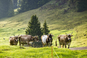 Alp, Alpabfahrt, Alpaufzug, Alpen, Alpfahrt, Alps, Appenzell, Appenzell Ausserrohden, Appenzeller Hinterland, Autumn, Brauchtum, Fall, Herbst, Hundwil, Landwirtschaft, Ostschweiz, Schweiz, Schwägalp, Sennen, Suisse, Switzerland, Tracht, Urnäsch, Wirtschaft, alps, tradition, Öberefahre