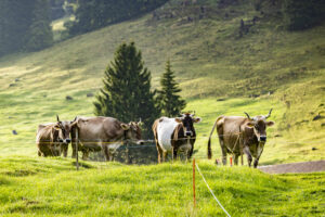 Alp, Alpabfahrt, Alpaufzug, Alpen, Alpfahrt, Alps, Appenzell, Appenzell Ausserrohden, Appenzeller Hinterland, Autumn, Brauchtum, Fall, Herbst, Hundwil, Landwirtschaft, Ostschweiz, Schweiz, Schwägalp, Sennen, Suisse, Switzerland, Tracht, Urnäsch, Wirtschaft, alps, tradition, Öberefahre