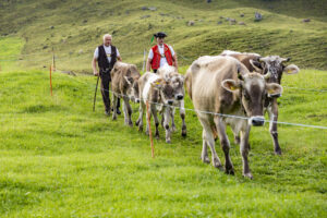 Alp, Alpabfahrt, Alpaufzug, Alpen, Alpfahrt, Alps, Appenzell, Appenzell Ausserrohden, Appenzeller Hinterland, Autumn, Brauchtum, Fall, Herbst, Hundwil, Landwirtschaft, Ostschweiz, Schweiz, Schwägalp, Sennen, Suisse, Switzerland, Tracht, Urnäsch, Wirtschaft, alps, tradition, Öberefahre