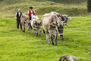 Alp, Alpabfahrt, Alpaufzug, Alpen, Alpfahrt, Alps, Appenzell, Appenzell Ausserrohden, Appenzeller Hinterland, Autumn, Brauchtum, Fall, Herbst, Hundwil, Landwirtschaft, Ostschweiz, Schweiz, Schwägalp, Sennen, Suisse, Switzerland, Tracht, Urnäsch, Wirtschaft, alps, tradition, Öberefahre