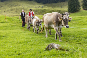 Alp, Alpabfahrt, Alpaufzug, Alpen, Alpfahrt, Alps, Appenzell, Appenzell Ausserrohden, Appenzeller Hinterland, Autumn, Brauchtum, Fall, Herbst, Hundwil, Landwirtschaft, Ostschweiz, Schweiz, Schwägalp, Sennen, Suisse, Switzerland, Tracht, Urnäsch, Wirtschaft, alps, tradition, Öberefahre