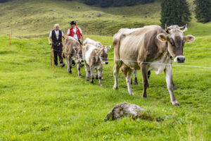 Alp, Alpabfahrt, Alpaufzug, Alpen, Alpfahrt, Alps, Appenzell, Appenzell Ausserrohden, Appenzeller Hinterland, Autumn, Brauchtum, Fall, Herbst, Hundwil, Landwirtschaft, Ostschweiz, Schweiz, Schwägalp, Sennen, Suisse, Switzerland, Tracht, Urnäsch, Wirtschaft, alps, tradition, Öberefahre