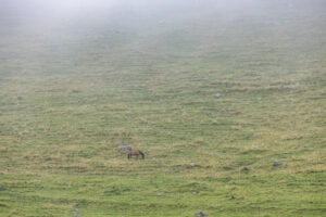 Alpabfahrt, Alpen, Alpfahrt, Alps, Appenzell Ausserrohden, Autumn, Brauchtum, Fall, Herbst, Hundwil, Ostschweiz, Schweiz, Schwägalp, Sennen, Suisse, Switzerland, Tracht, Urnäsch, tradition, Öberefahre