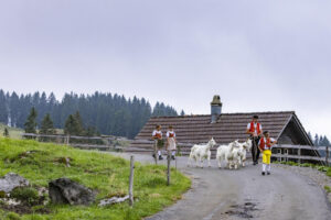 Alpabfahrt, Alpen, Alpfahrt, Alps, Appenzell Ausserrohden, Autumn, Brauchtum, Fall, Herbst, Hundwil, Ostschweiz, Schweiz, Schwägalp, Sennen, Suisse, Switzerland, Tracht, Urnäsch, tradition, Öberefahre