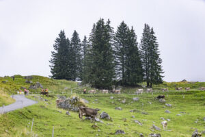 Alpabfahrt, Alpen, Alpfahrt, Alps, Appenzell Ausserrohden, Autumn, Brauchtum, Fall, Herbst, Hundwil, Ostschweiz, Schweiz, Schwägalp, Sennen, Suisse, Switzerland, Tracht, Urnäsch, tradition, Öberefahre