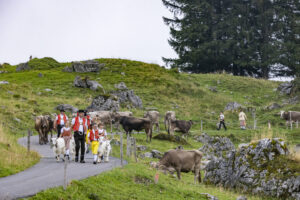 Alpabfahrt, Alpen, Alpfahrt, Alps, Appenzell Ausserrohden, Autumn, Brauchtum, Fall, Herbst, Hundwil, Ostschweiz, Schweiz, Schwägalp, Sennen, Suisse, Switzerland, Tracht, Urnäsch, tradition, Öberefahre