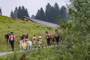 Alpabfahrt, Alpen, Alpfahrt, Alps, Appenzell Ausserrohden, Autumn, Brauchtum, Fall, Herbst, Hundwil, Ostschweiz, Schweiz, Schwägalp, Sennen, Suisse, Switzerland, Tracht, Urnäsch, tradition, Öberefahre