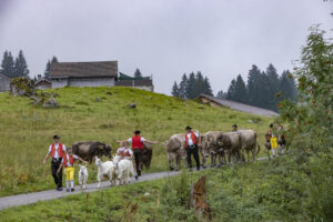 Alpabfahrt, Alpen, Alpfahrt, Alps, Appenzell Ausserrohden, Autumn, Brauchtum, Fall, Herbst, Hundwil, Ostschweiz, Schweiz, Schwägalp, Sennen, Suisse, Switzerland, Tracht, Urnäsch, tradition, Öberefahre