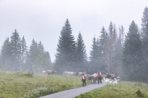 Alpabfahrt, Alpen, Alpfahrt, Alps, Appenzell Ausserrohden, Autumn, Brauchtum, Fall, Herbst, Hundwil, Ostschweiz, Schweiz, Schwägalp, Sennen, Suisse, Switzerland, Tracht, Urnäsch, tradition, Öberefahre