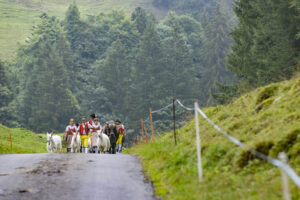 Alpabfahrt, Alpen, Alpfahrt, Alps, Appenzell Ausserrohden, Autumn, Brauchtum, Fall, Herbst, Hundwil, Ostschweiz, Schweiz, Schwägalp, Sennen, Suisse, Switzerland, Tracht, Urnäsch, tradition, Öberefahre