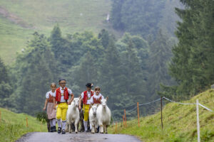 Alpabfahrt, Alpen, Alpfahrt, Alps, Appenzell Ausserrohden, Autumn, Brauchtum, Fall, Herbst, Hundwil, Ostschweiz, Schweiz, Schwägalp, Sennen, Suisse, Switzerland, Tracht, Urnäsch, tradition, Öberefahre