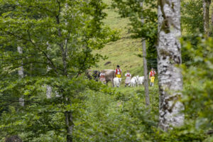 Alpabfahrt, Alpen, Alpfahrt, Alps, Appenzell Ausserrohden, Autumn, Brauchtum, Fall, Herbst, Hundwil, Ostschweiz, Schweiz, Schwägalp, Sennen, Suisse, Switzerland, Tracht, Urnäsch, tradition, Öberefahre