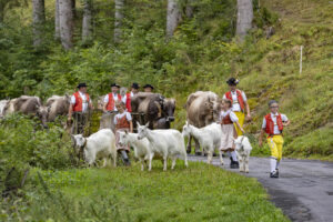 Alpabfahrt, Alpen, Alpfahrt, Alps, Appenzell Ausserrohden, Autumn, Brauchtum, Fall, Herbst, Hundwil, Ostschweiz, Schweiz, Schwägalp, Sennen, Suisse, Switzerland, Tracht, Urnäsch, tradition, Öberefahre