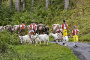 Alpabfahrt, Alpen, Alpfahrt, Alps, Appenzell Ausserrohden, Autumn, Brauchtum, Fall, Herbst, Hundwil, Ostschweiz, Schweiz, Schwägalp, Sennen, Suisse, Switzerland, Tracht, Urnäsch, tradition, Öberefahre