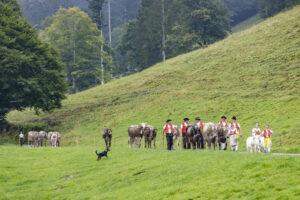 Alpabfahrt, Alpen, Alpfahrt, Alps, Appenzell Ausserrohden, Autumn, Brauchtum, Fall, Herbst, Hundwil, Ostschweiz, Schweiz, Schwägalp, Sennen, Suisse, Switzerland, Tracht, Urnäsch, tradition, Öberefahre