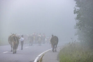 Alpabfahrt, Alpen, Alpfahrt, Alps, Appenzell Ausserrohden, Autumn, Brauchtum, Fall, Herbst, Hundwil, Ostschweiz, Schweiz, Schwägalp, Sennen, Suisse, Switzerland, Tracht, Urnäsch, tradition, Öberefahre
