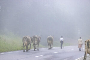 Alpabfahrt, Alpen, Alpfahrt, Alps, Appenzell Ausserrohden, Autumn, Brauchtum, Fall, Herbst, Hundwil, Ostschweiz, Schweiz, Schwägalp, Sennen, Suisse, Switzerland, Tracht, Urnäsch, tradition, Öberefahre