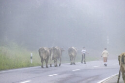 Alpabfahrt, Alpen, Alpfahrt, Alps, Appenzell Ausserrohden, Autumn, Brauchtum, Fall, Herbst, Hundwil, Ostschweiz, Schweiz, Schwägalp, Sennen, Suisse, Switzerland, Tracht, Urnäsch, tradition, Öberefahre