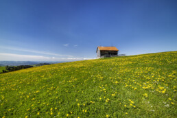 Appenzell, Appenzell Ausserrohden, Appenzeller Vorderland, Blumenwiese, Frühling, Ostschweiz, Rehetobel, Schweiz, Spring, Suisse, Switzerland, Wiese, spring