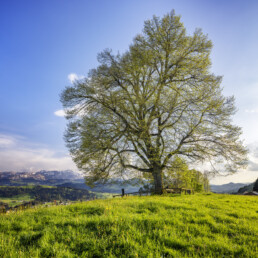 Appenzell, Appenzell Ausserrohden, Baum, Frühling, Ostschweiz, Schweiz, Spring, Suisse, Switzerland, Teufen, spring