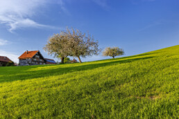 Appenzell, Appenzell Ausserrohden, Blumenwiese, Frühling, Ostschweiz, Schweiz, Spring, Suisse, Switzerland, Teufen, Wiese, spring