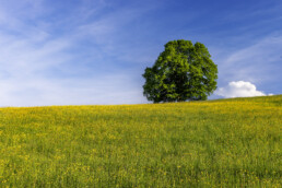 Appenzell, Appenzell Ausserrohden, Appenzeller Hinterland, Baum, Blumenwiese, Frühling, Ostschweiz, Schweiz, Spring, Suisse, Switzerland, Urnäsch, Wiese, spring