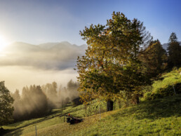 Alpen, Appenzell, Appenzell Ausserrohden, Appenzeller Hinterland, Autumn, Baum, Fall, Herbst, Nebel, Nebelmeer, Ostschweiz, Schweiz, Suisse, Switzerland, Säntis, Urnäsch, Wetter