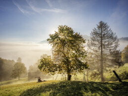 Alpen, Appenzell, Appenzell Ausserrohden, Appenzeller Hinterland, Autumn, Baum, Fall, Herbst, Nebel, Nebelmeer, Ostschweiz, Schweiz, Suisse, Switzerland, Säntis, Urnäsch, Wetter
