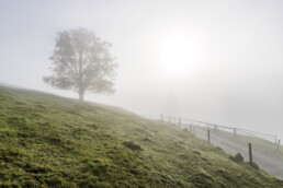 Alpen, Appenzell, Appenzell Ausserrohden, Appenzeller Hinterland, Autumn, Baum, Fall, Herbst, Nebel, Nebelmeer, Ostschweiz, Schweiz, Suisse, Switzerland, Säntis, Urnäsch, Wetter