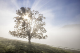 Alpen, Appenzell, Appenzell Ausserrohden, Appenzeller Hinterland, Autumn, Baum, Fall, Herbst, Nebel, Nebelmeer, Ostschweiz, Schweiz, Suisse, Switzerland, Säntis, Urnäsch, Wetter